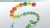Image result for polypeptide chain definition
