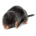 Image result for images of moles