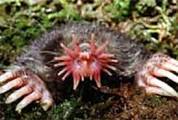 Image result for images of moles