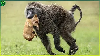 Image result for image of bamboon lion eating
